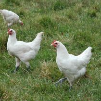 Les contrôles de la DGCCRF dans l’alimentation animale